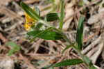 Hoary puccoon